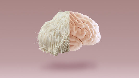 The Wonders of Lions Mane for the Aging Brain