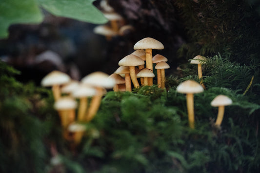 Unlocking the Mystical Benefits of Microdosing Psychedelic Mushrooms with Lion’s Mane and Niacin